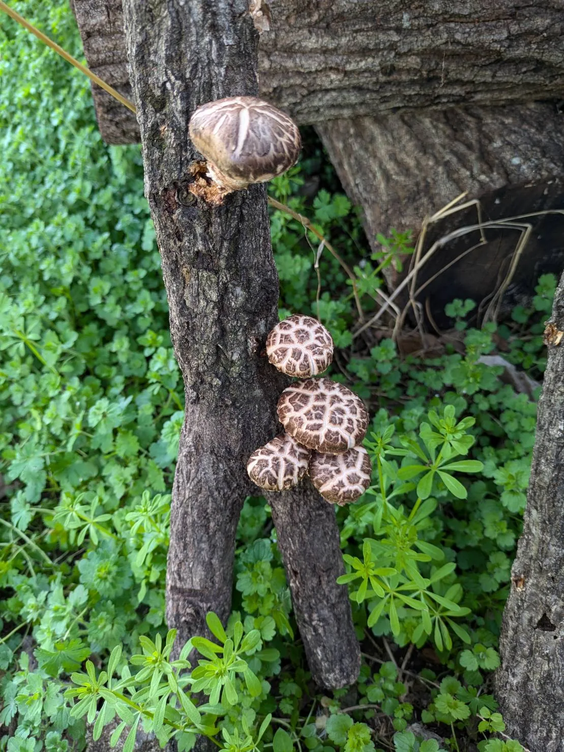 原木から発生した椎茸